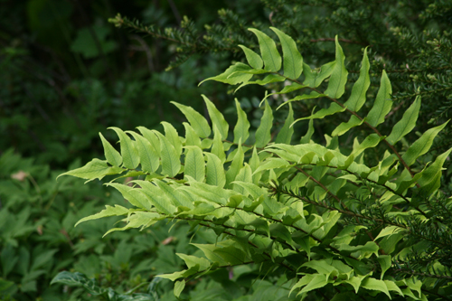 Fortune Holly Fern