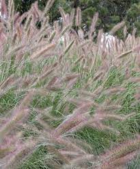 Fountain Grass