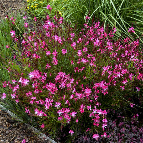 Gaura Belleza Dark Pink