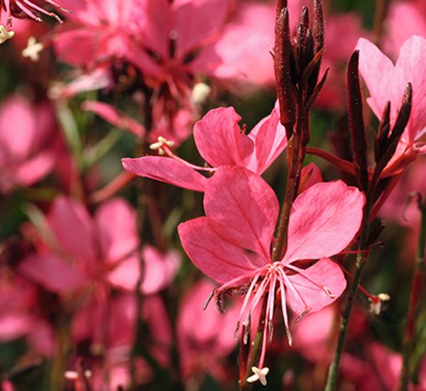 Gaura Belleza Dark Pink