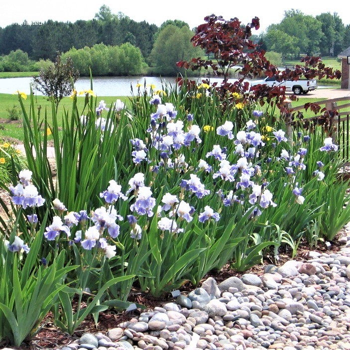 German Clarence Iris