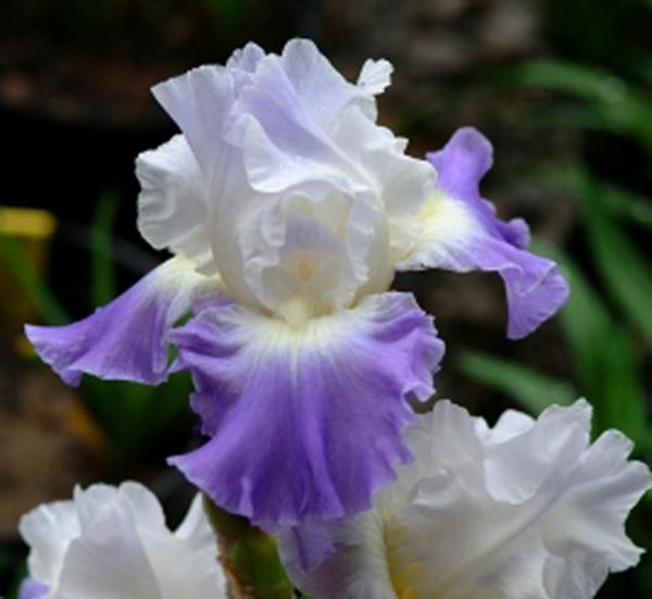 German Clarence Iris