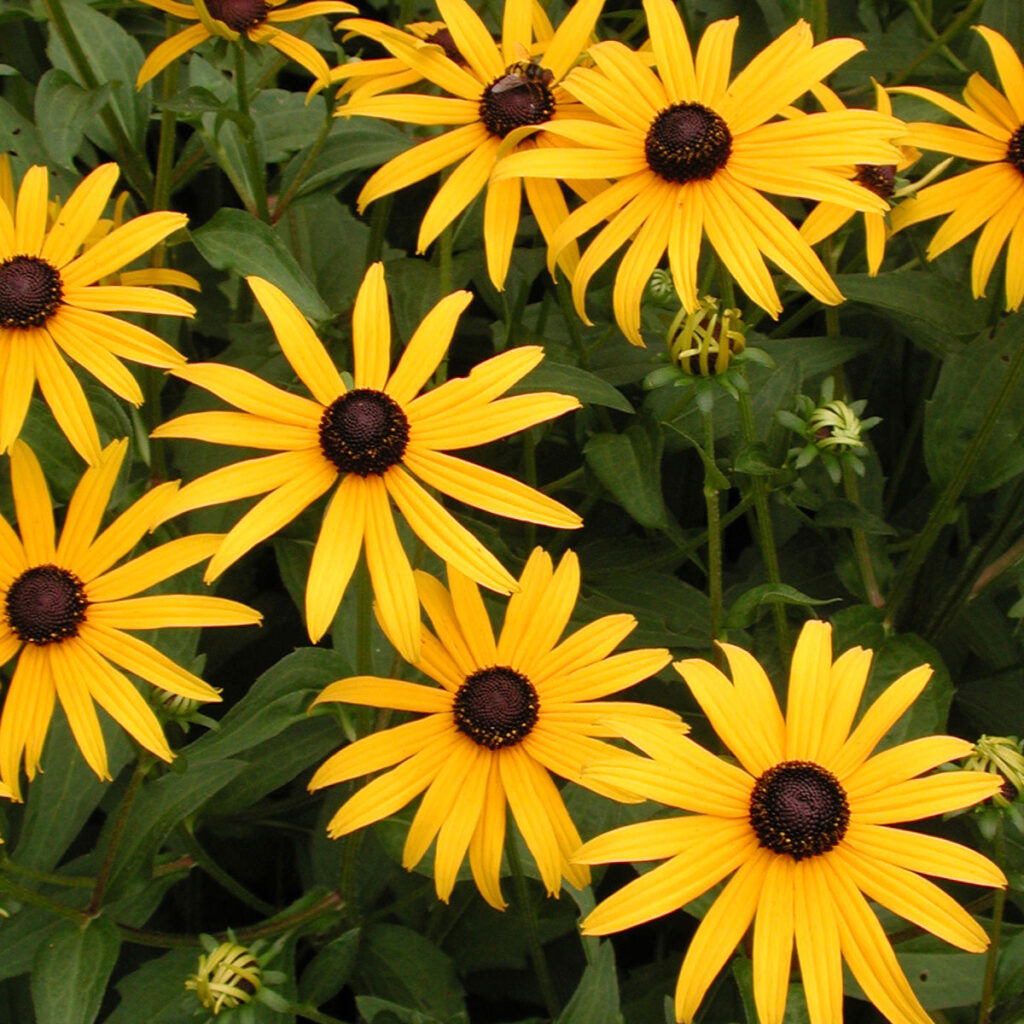 Goldstrum Yellow Black Eyed Susan