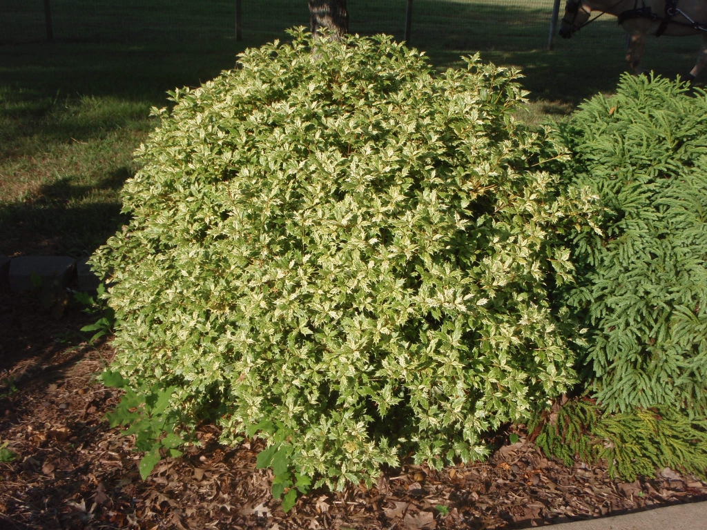 Goshiki Osmanthus