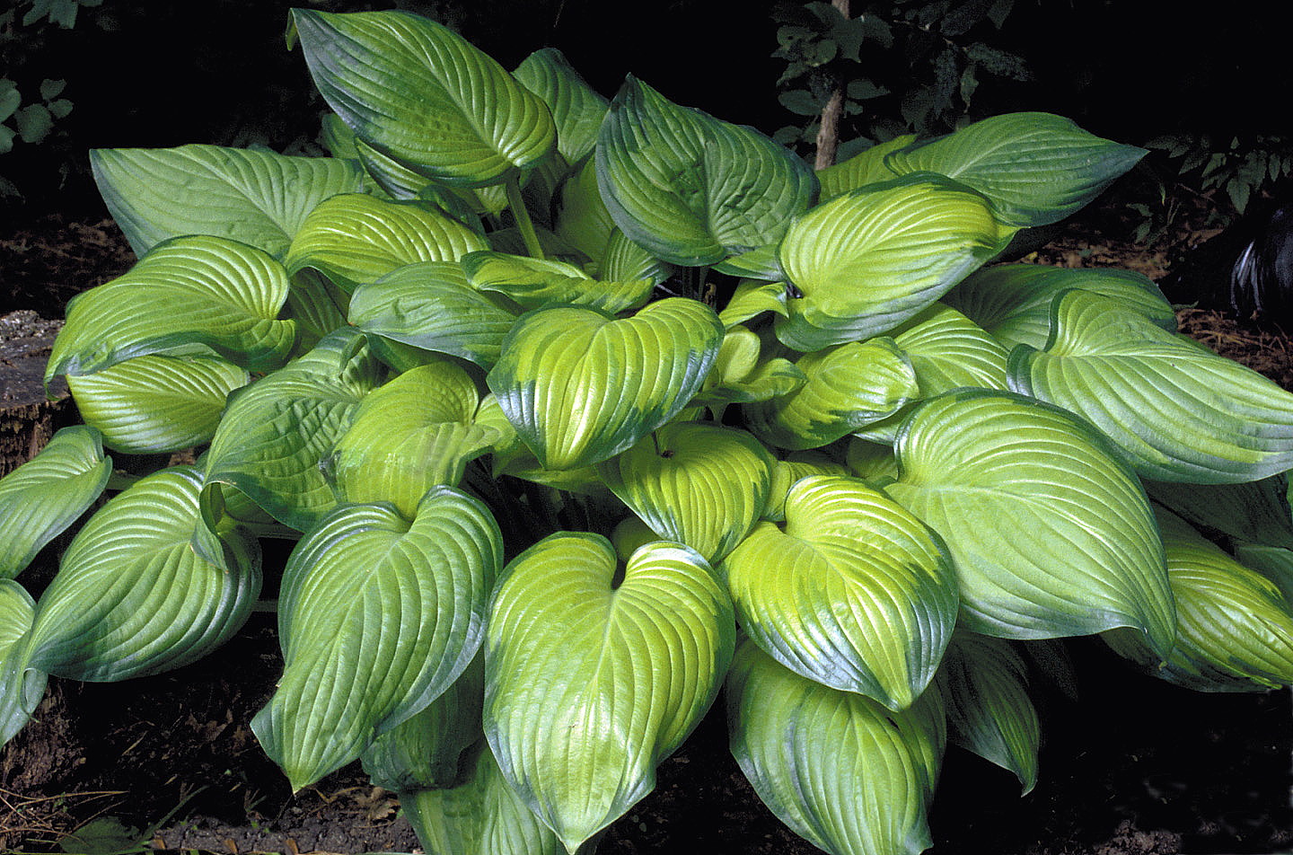 Guacamole Hosta