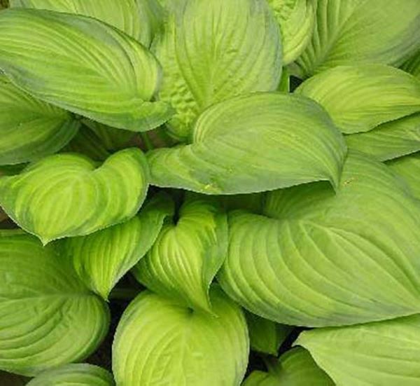 Guacamole Hosta