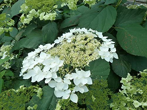 Haas Halo Hydrangea