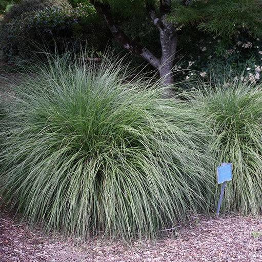 Hameln Dwarf Fountain Grass