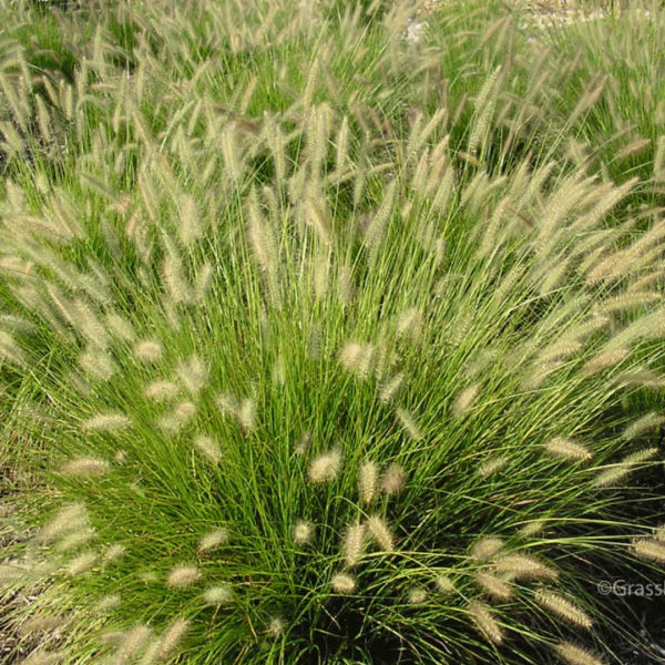 Hameln Dwarf Fountain Grass