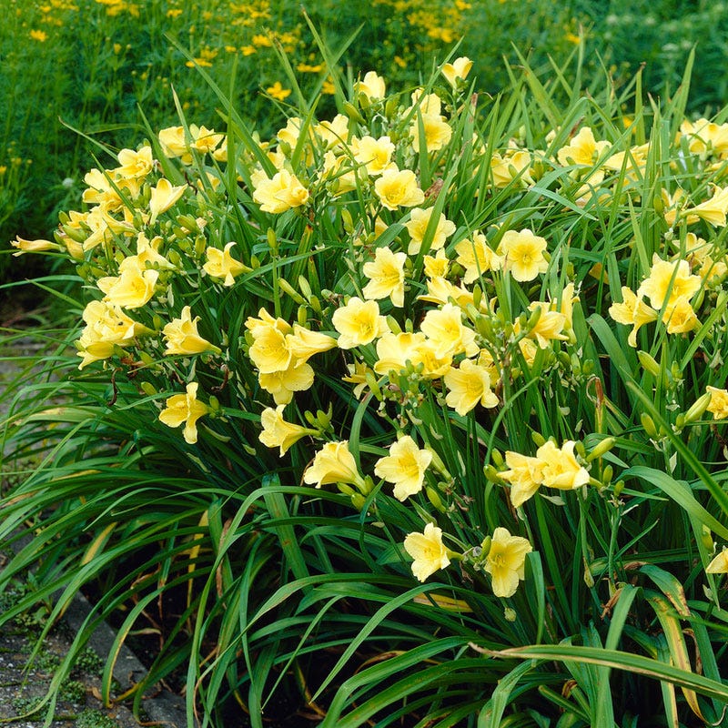 Happy Returns Daylily