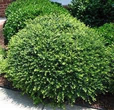 Helleri Holly