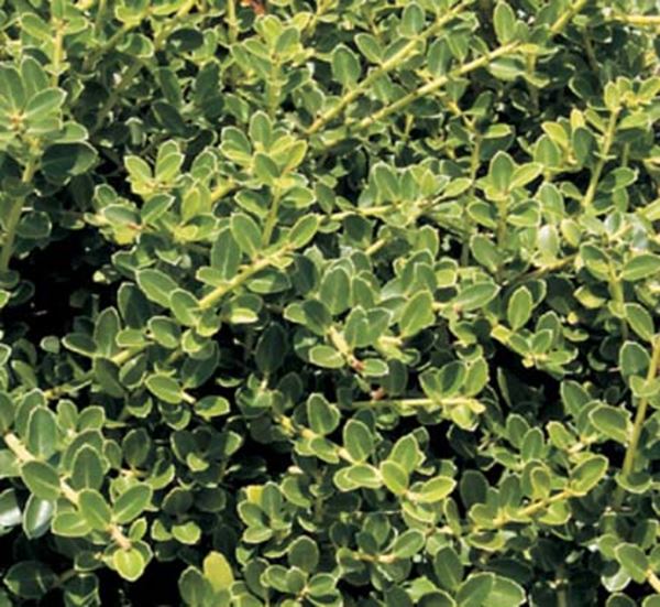Helleri Holly