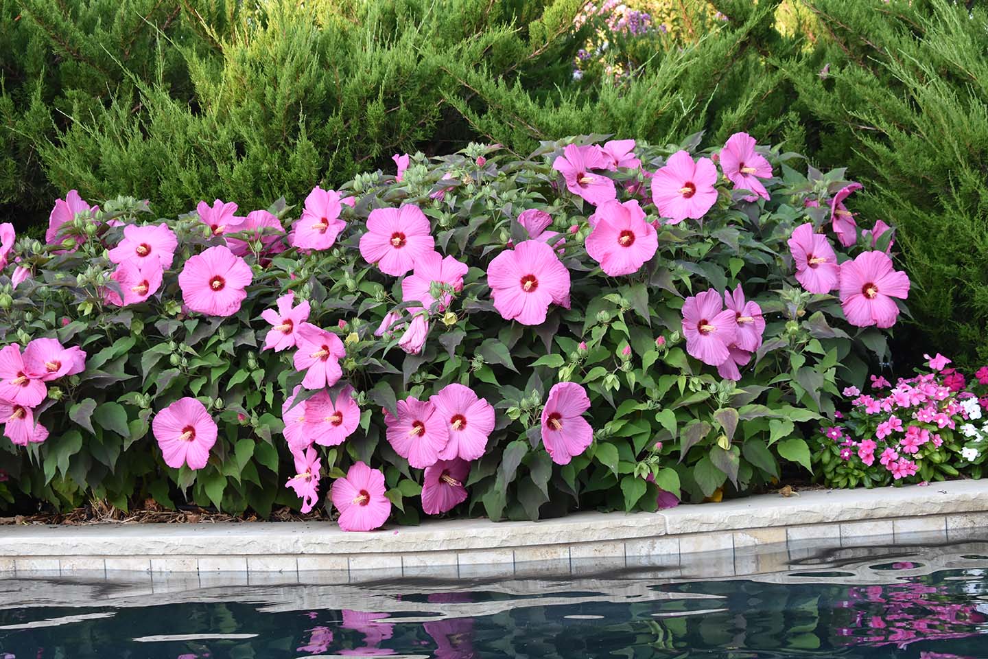 Rose mallow