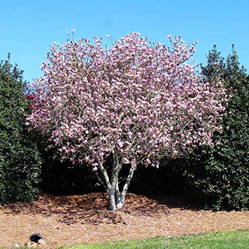 Jane Tulip Magnolia