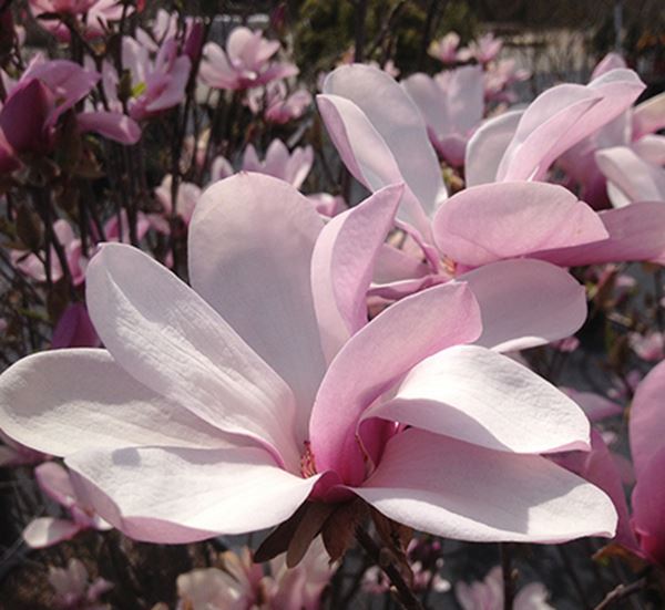 Jane Tulip Magnolia