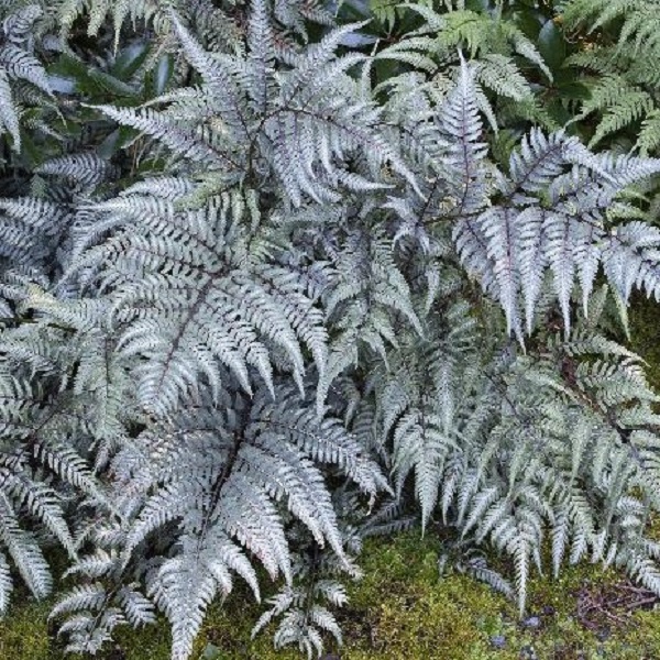 Japanese Painted Fern Regal Red