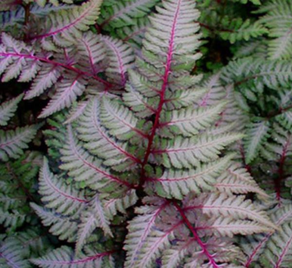 Japanese Painted Fern Regal Red