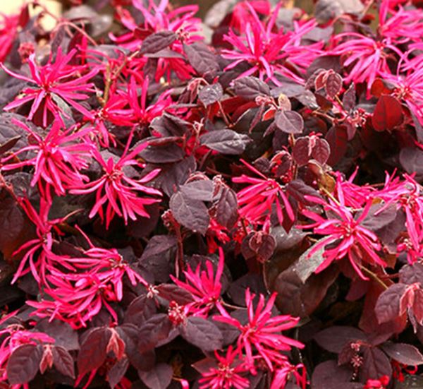 Jazz Hands Loropetalum