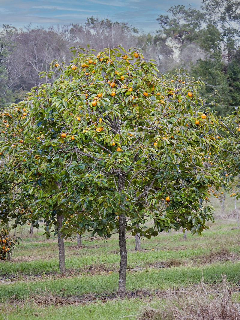 Jiro Persimmon