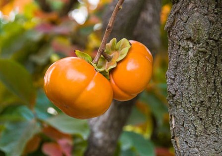 Jiro Persimmon