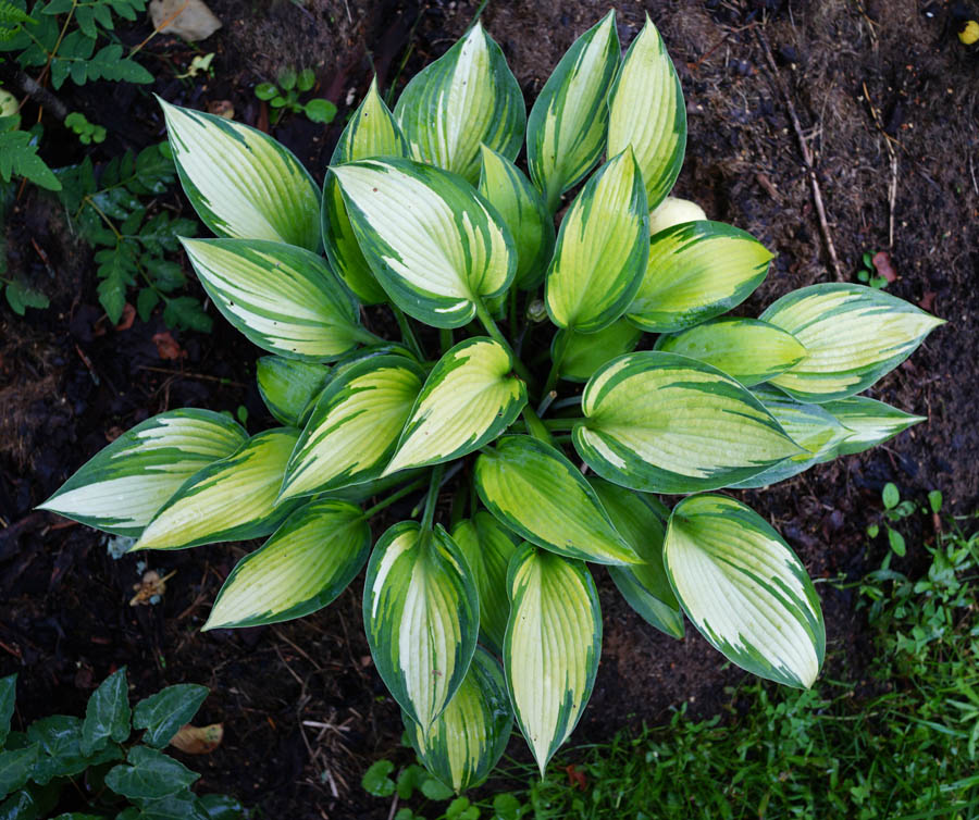 June Hosta