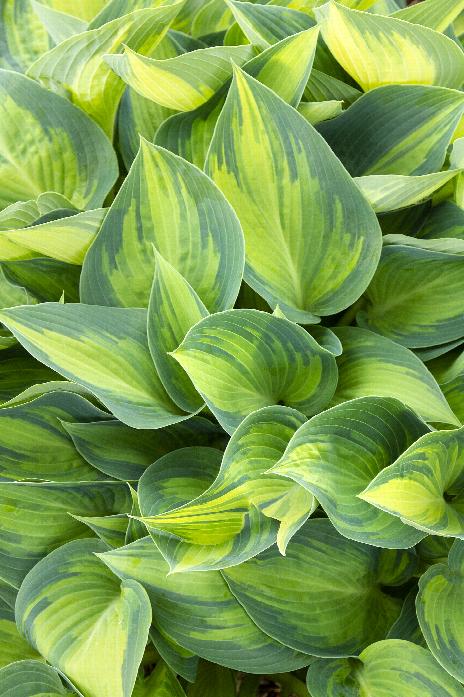 June Hosta
