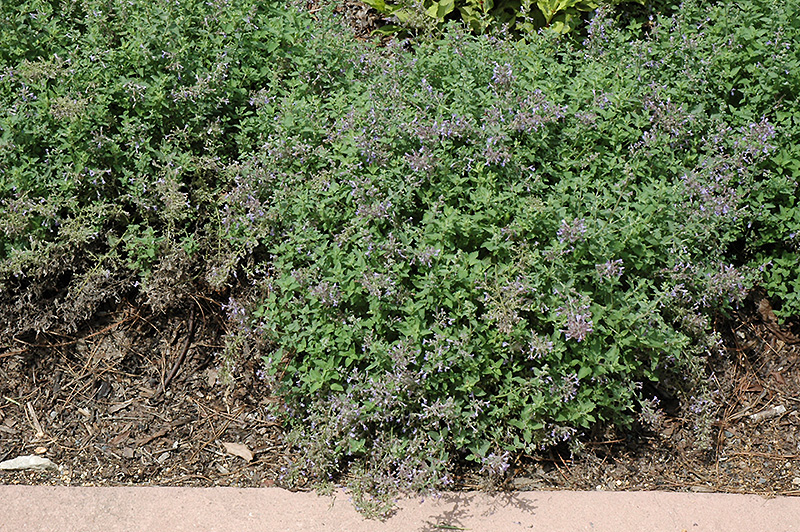 Junior Walker Catmint