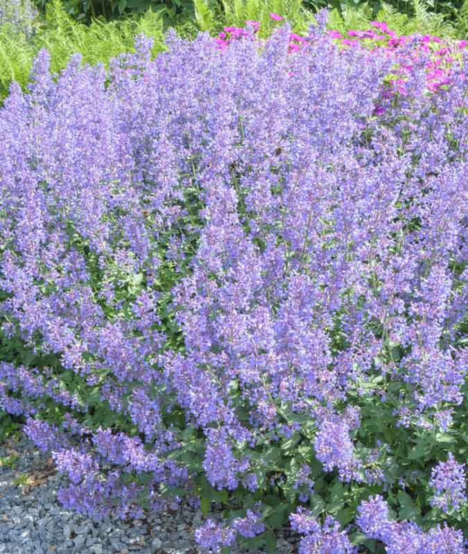 Junior Walker Catmint