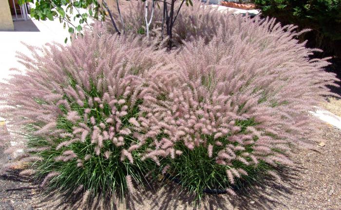 Karley Rose Fountain Grass