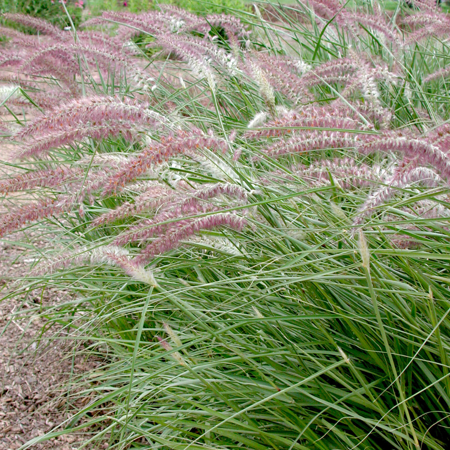 Karley Rose Fountain Grass