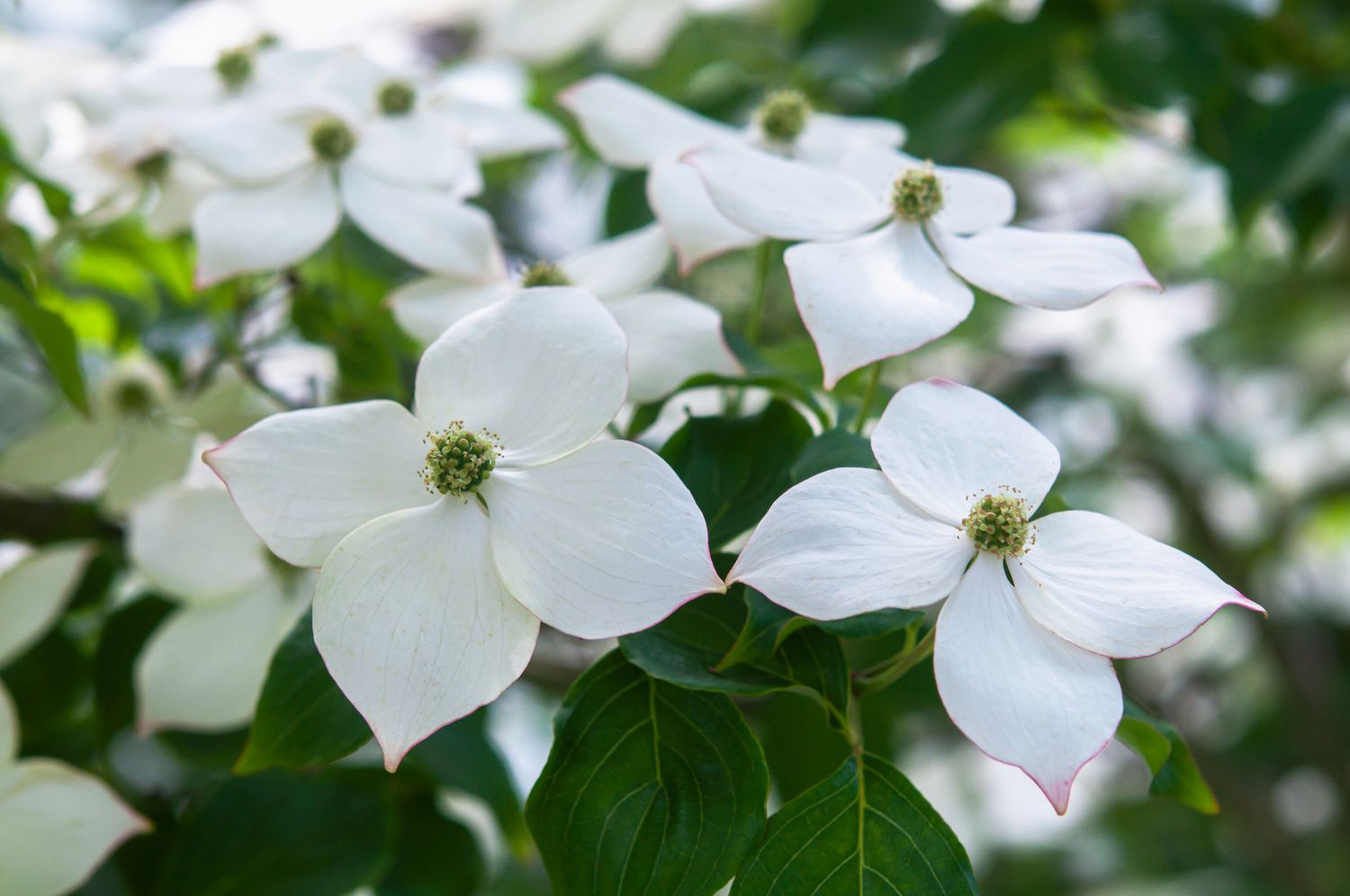 Kousa White Dogwood