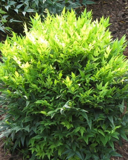 Lemon-Lime Nandina