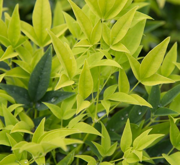 Lemon-Lime Nandina