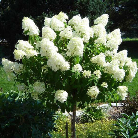 LimeLight Hydrangea Tree