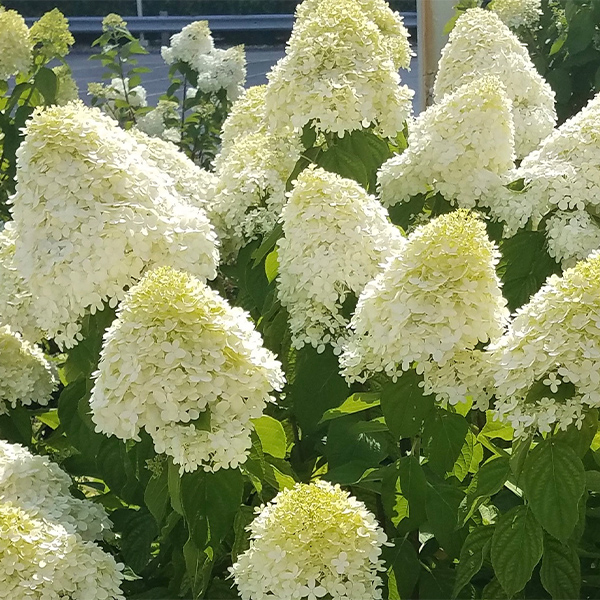 LimeLight Hydrangea Tree