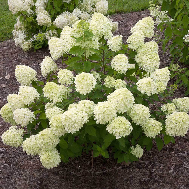 Little Lime Hydrangea