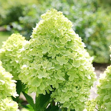 Little Lime Hydrangea