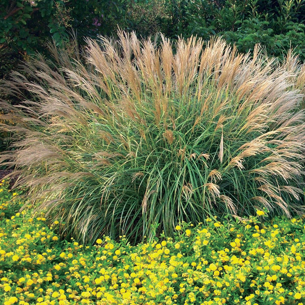 Maiden Adagio Grass