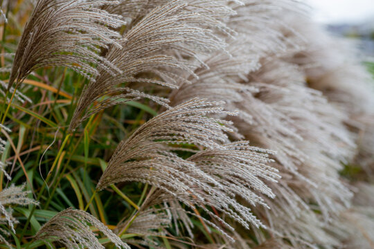 Maiden Adagio Grass