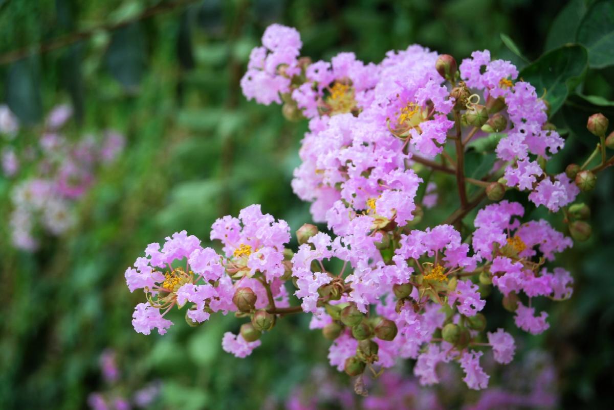 Muskogee Lavender Crape Myrtle