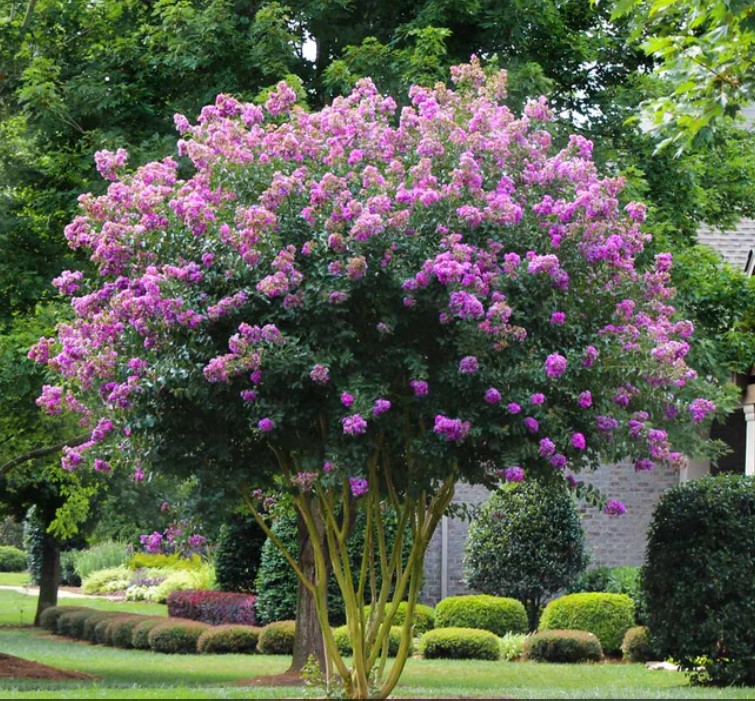 Muskogee Lavender Crape Myrtle