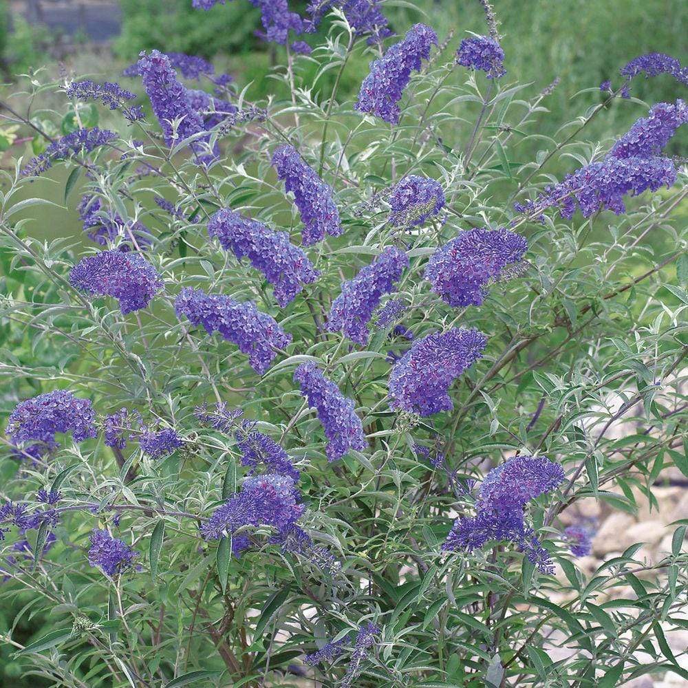 Nanho Blue Butterfly Bush
