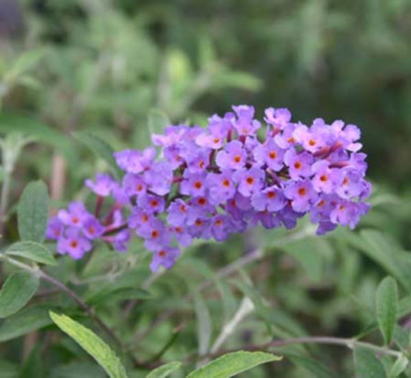 Nanho Blue Butterfly Bush