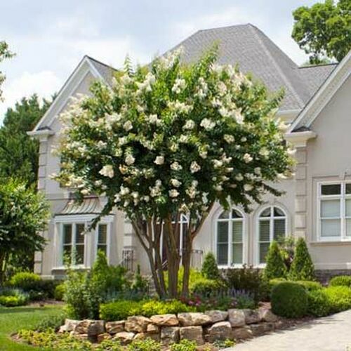 Natchez Crape Myrtle