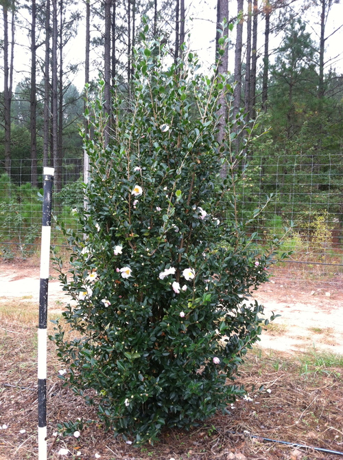 Northern Lights Camellia