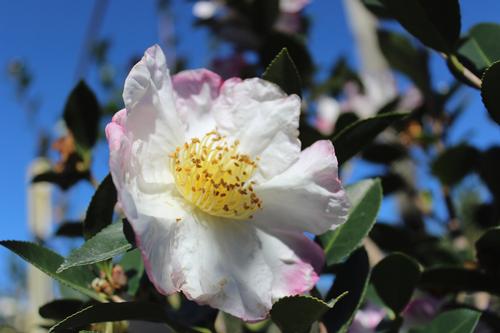 Northern Lights Camellia
