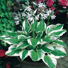Patriot Hosta