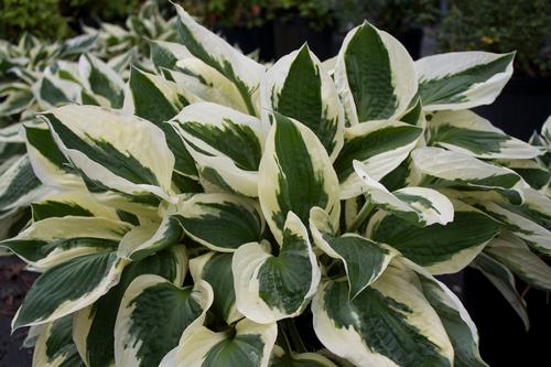 Patriot Hosta
