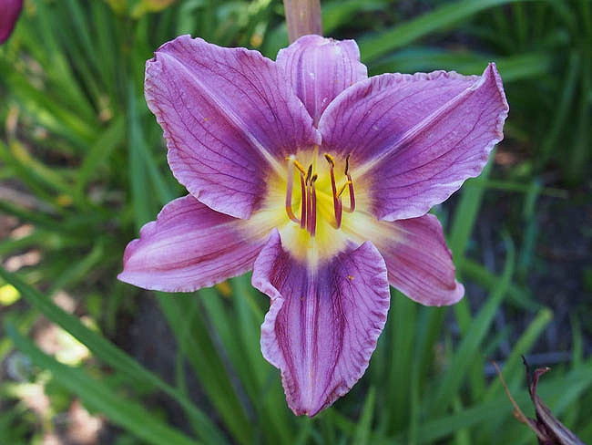 Prairie Blue Eyes Daylily
