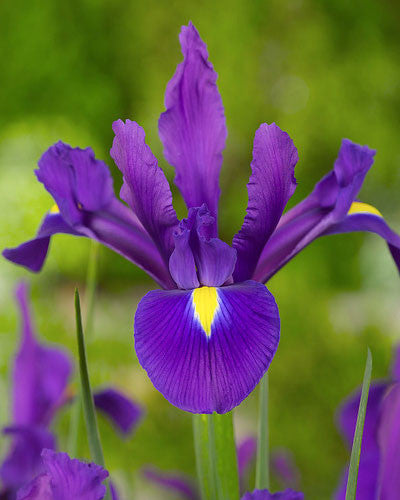 Purple Iris